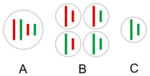 Hybridogenesis in water frogs gametes.gif