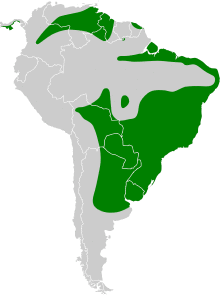 Anthus lutescens map.svg