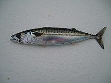 Atlantic mackerel fish.jpg