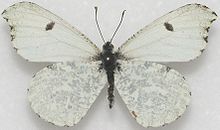 Female Falcate Orangetip, Megan McCarty94.jpg