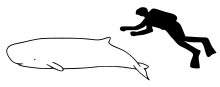 Pygmy sperm whale size.svg