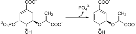 Chorismate pathway 2.png