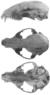 Raccoons of North & Middle America (1950) P. l. lotor.png