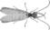 Corydalus cornutus illustration (rotated).png