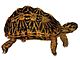 Psammobates geometricus 1872 white background.jpg