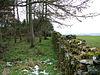 Edge of the wood near Sheriff Park - geograph.org.uk - 1160783.jpg