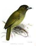 Barbatula olivacea Keulemans.jpg