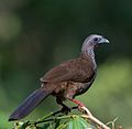 Ortalis guttata, Speckled Chachalaca (cropped).jpg
