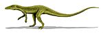 Saltoposuchus BW.jpg