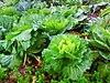 Collard greens in Galicia, Spain.jpg