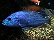 Nimbochromis Fuscotaeniatus male.jpg
