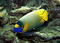 Blaukopf-Kaiserfisch (Pomacanthus xantometopon) 01.jpg