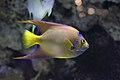 Holacanthus ciliaris 10.jpg