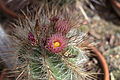 Thelocactus lausseri GotBot 2015 003.jpg