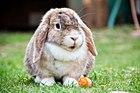 Miniature Lop - UK NL.jpg