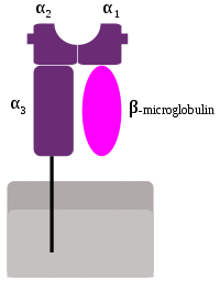 MHC Class 1.svg