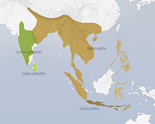 Gallus distribution.jpg
