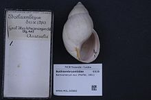 Naturalis Biodiversity Center - RMNH.MOL.265662 - Bothriembryon dux (Pfeiffer, 1861) - Bothriembryontidae - Mollusc shell.jpeg