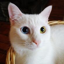 VAN CAT.png