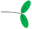 Leaf morphology Bifoliolate.png
