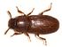Tribolium.castaneum.jpg