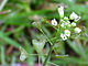 Capsela bursa-pastoris Enfoque 2010 3 14 DehesaBoyalPuertollano.jpg