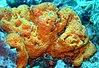 A colourful Sponge on the Fathom.jpg