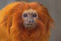 Golden Lion Tamarin Leontopithecus rosalia.jpg