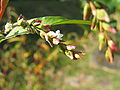 Polygonum hydropiper3.jpg