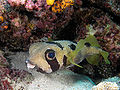 Pufferfish komodo.jpg