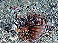 Zebra Lionfish (Dendrochirus zebra) (45552894282).jpg