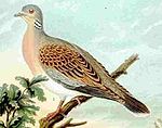 Turtle dove.jpg
