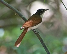 Myiagra alecto melvillensis female 1.jpg