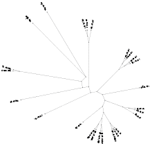 Phylogenetic tree of type 1 paracaspases.