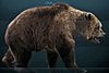 Cave bear