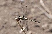 Skimmer (Orthetrum stemmale) female.jpg