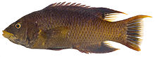 Bodianus rufus, Adult (Spanish Hogfish).jpg