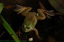 Euphlyctis hexadactylus sal.jpg