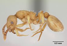 Formicoxenus chamberlini casent0103456 profile 1.jpg