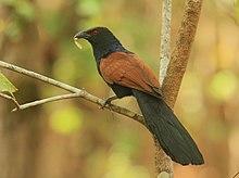 Greater coucal crop.jpg
