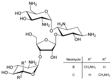 A chemical structure of neomycin molecule.