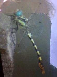 Onychogomphus assimilis.jpg