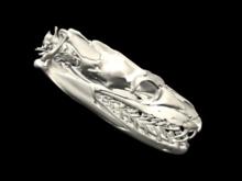 Python skull