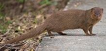 Small asian mongoose.jpg