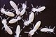Termites marked with traceable protiens.jpg