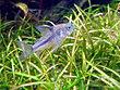 Corydoras nattereri.JPG