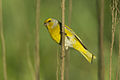 Cape Canary - Natal - South Africa S4E6774 (23051152101).jpg