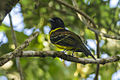 Hooded berryeater (Carpornis cucullata).jpg