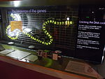Medicine matters - Thinktank Birmingham Science Museum - the language of genes (13937813363).jpg