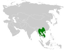 Alophoixus pallidus distribution map.png